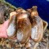 Razor Clam