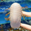 Giant Isopod