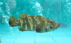 Cá Mú Biển Tự Nhiên