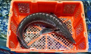 Sturgeon