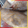 Golden-Spotted Grouper