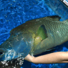 Su Mi Fish