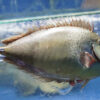 Horned Leatherjacket Fish