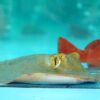 Starry Stingray