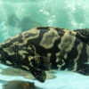 Black Pearl Grouper