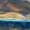 Marbled Eel