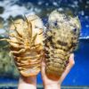Velvet Slipper Lobster