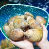Giant Scallop