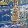 Painted Spiny Lobster