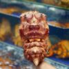 Horned Slipper Lobster