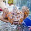 Devil Scorpionfish