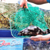 Mouse Grouper