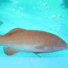 Red-Spotted Grouper