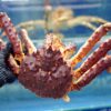 King Crab