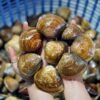黄金大蛤