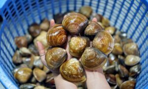 黄金大蛤