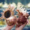 Spiny Sea Snail