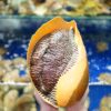 Grade-A Elephant Snail