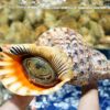 Queen Snail
