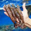 Black Tiger Shrimp