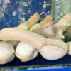 Geoduck Clam
