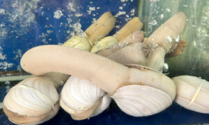 Geoduck Clam